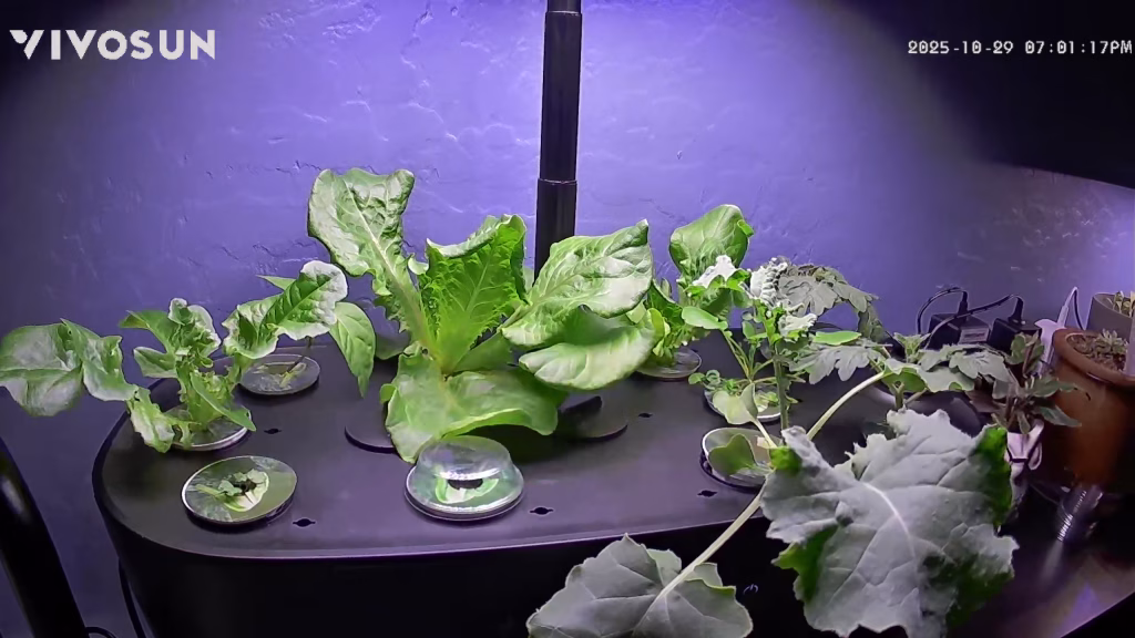 2025-10-29 1 → Soil Free Harvest