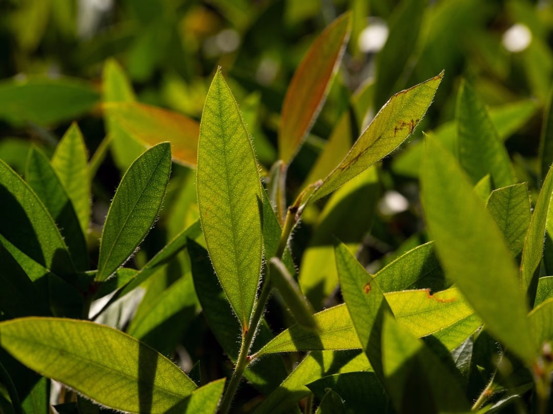 image → Soil Free Harvest Assam Teal Plant