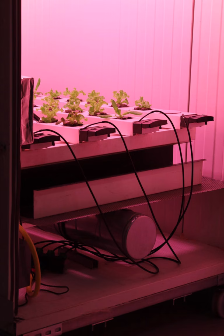 plants growing under an ultraviolet light