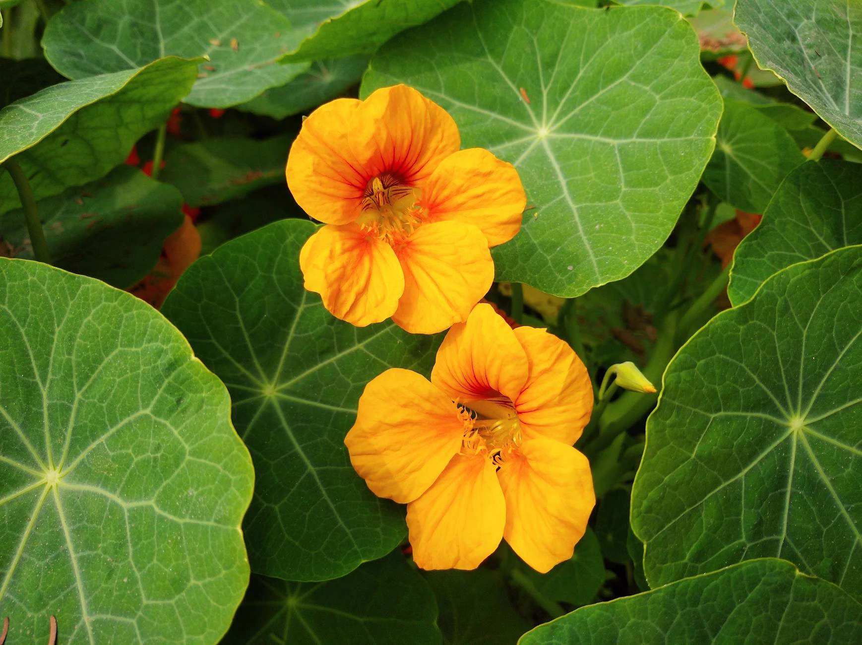 pexels-photo-23952752 → Soil Free Harvest close up of two orange greater nasturtiums