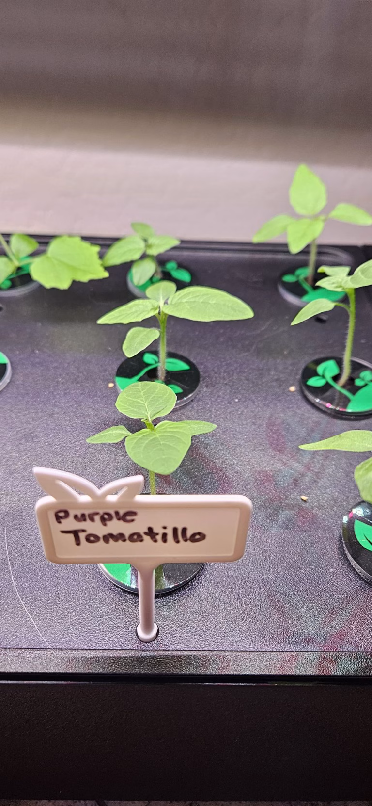 Purple tomatillos seedlings