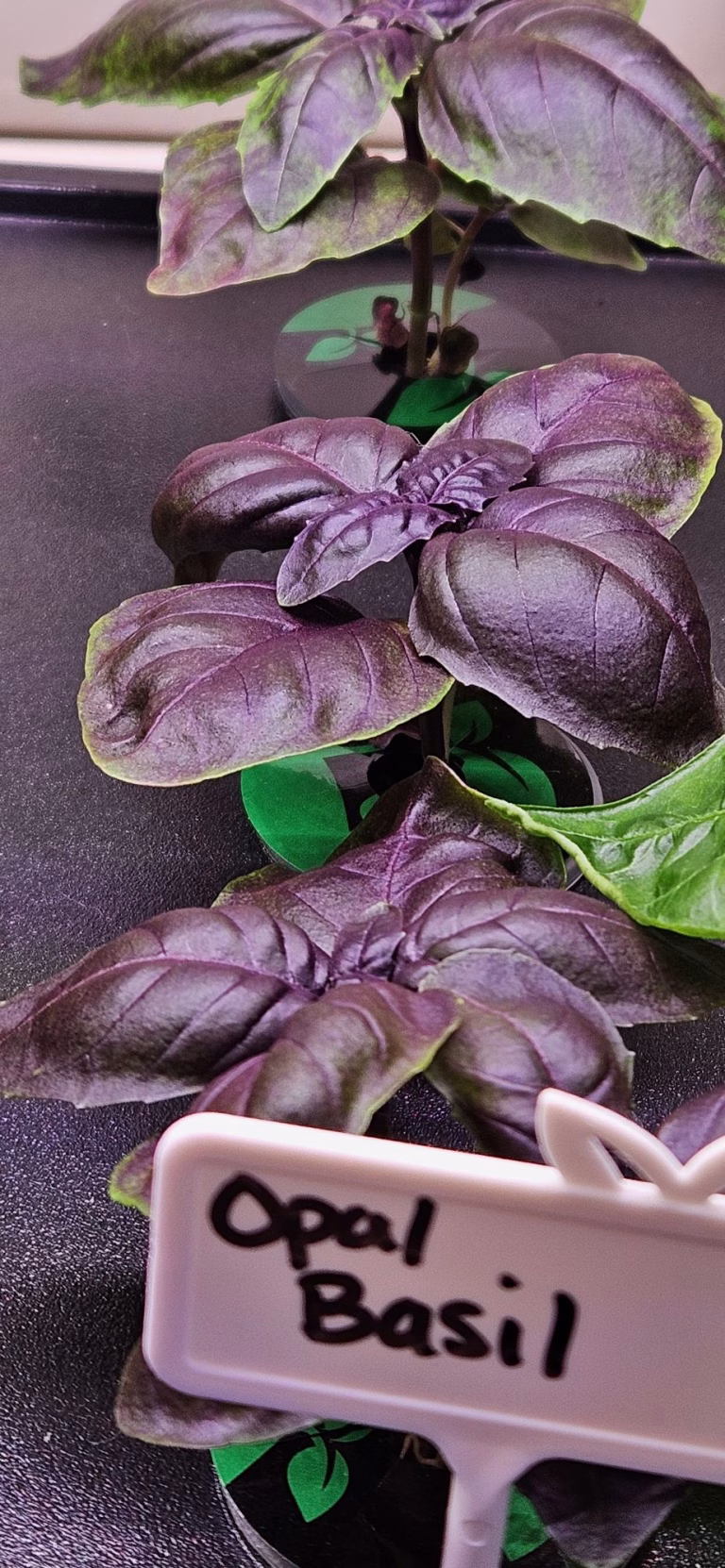 Opal Basil growing in a hydroponic system
