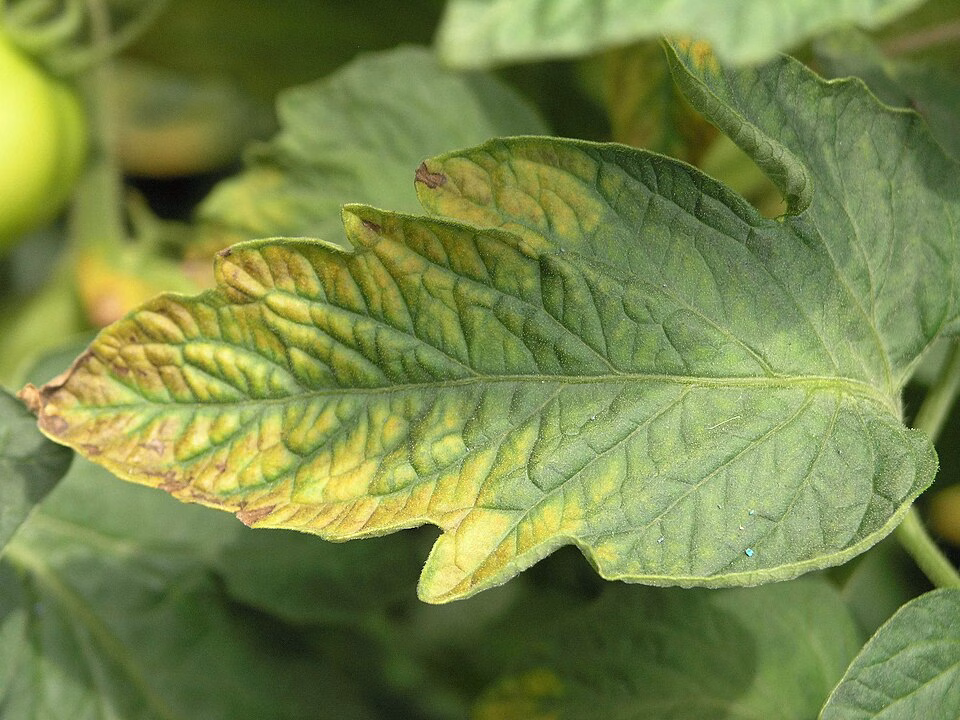 OLYMPUS DIGITAL CAMERA → Soil Free Harvest Tomato leaf with a potassium defiency