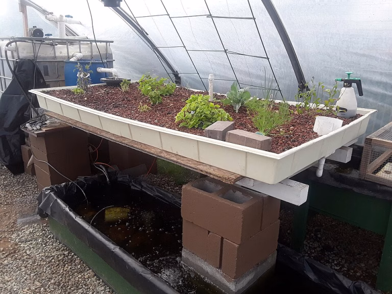 Ebb and Flow Hydroponics System