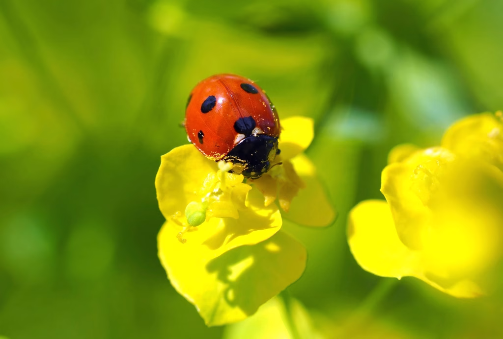Free ladybug yellow flower image