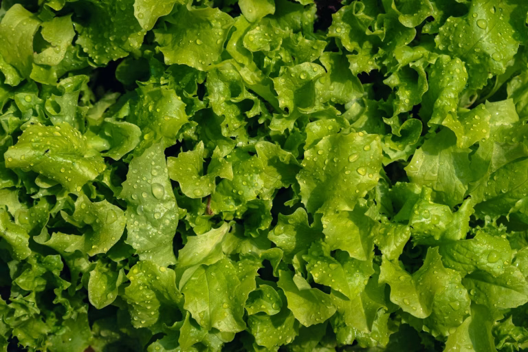 a close up of lettuce leaves with water droplets