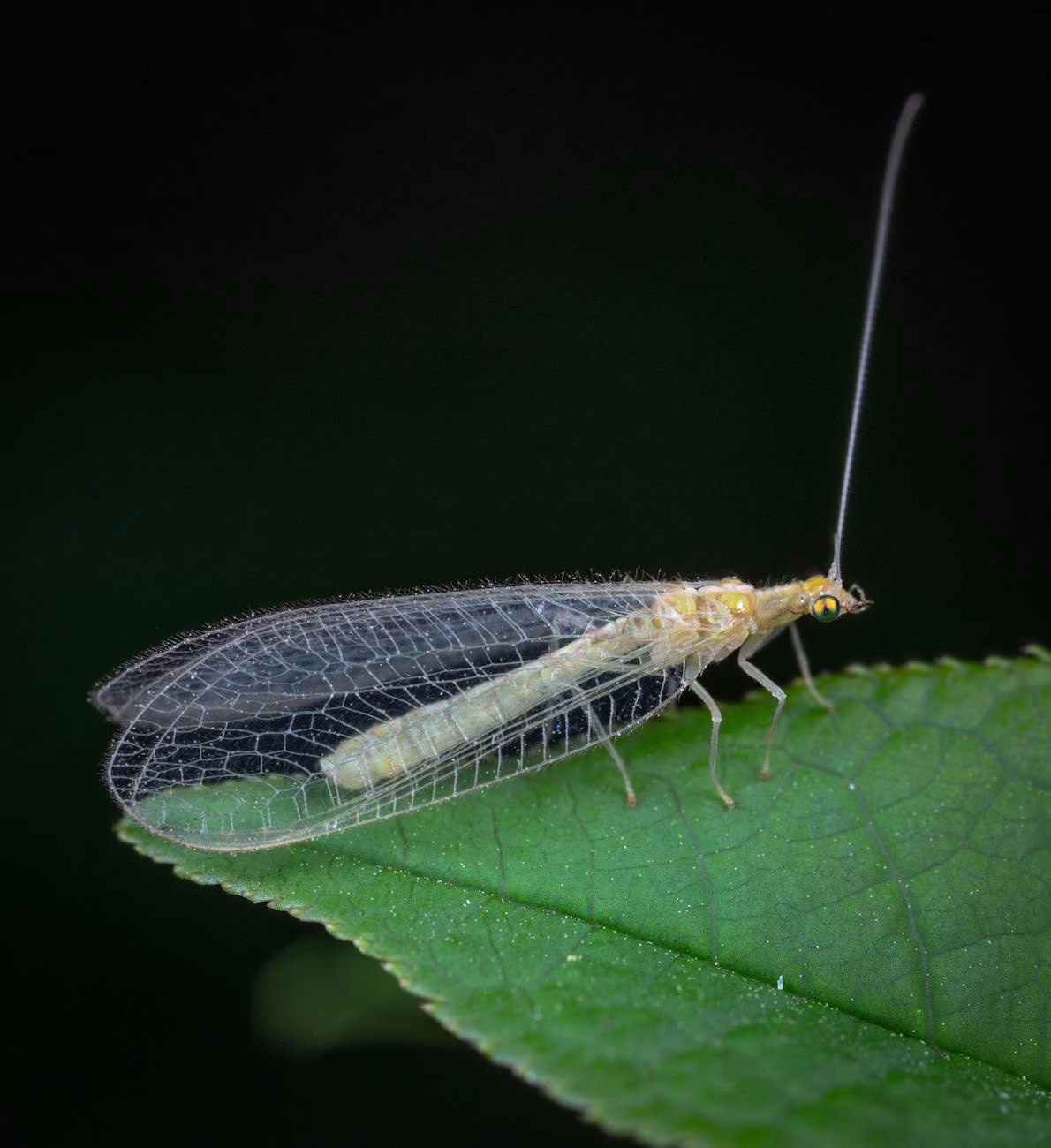 pexels-photo-2807498 → Soil Free Harvest insect on a leaf
