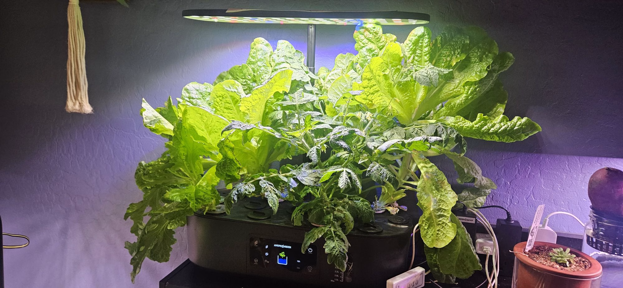 Lettuce growing in a countertop hydroponic system