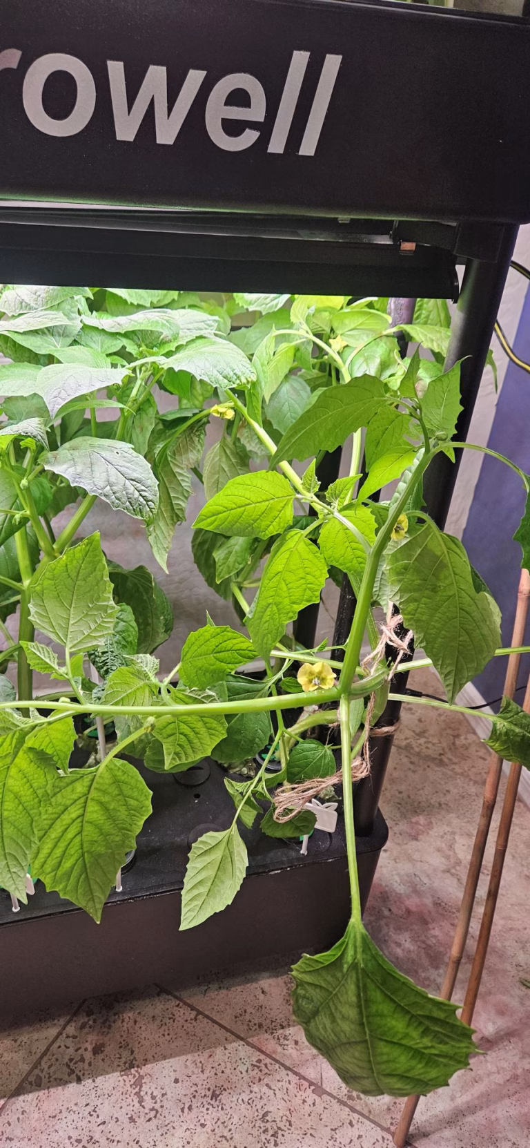 Tomatillo plant growing in a hydroponic system