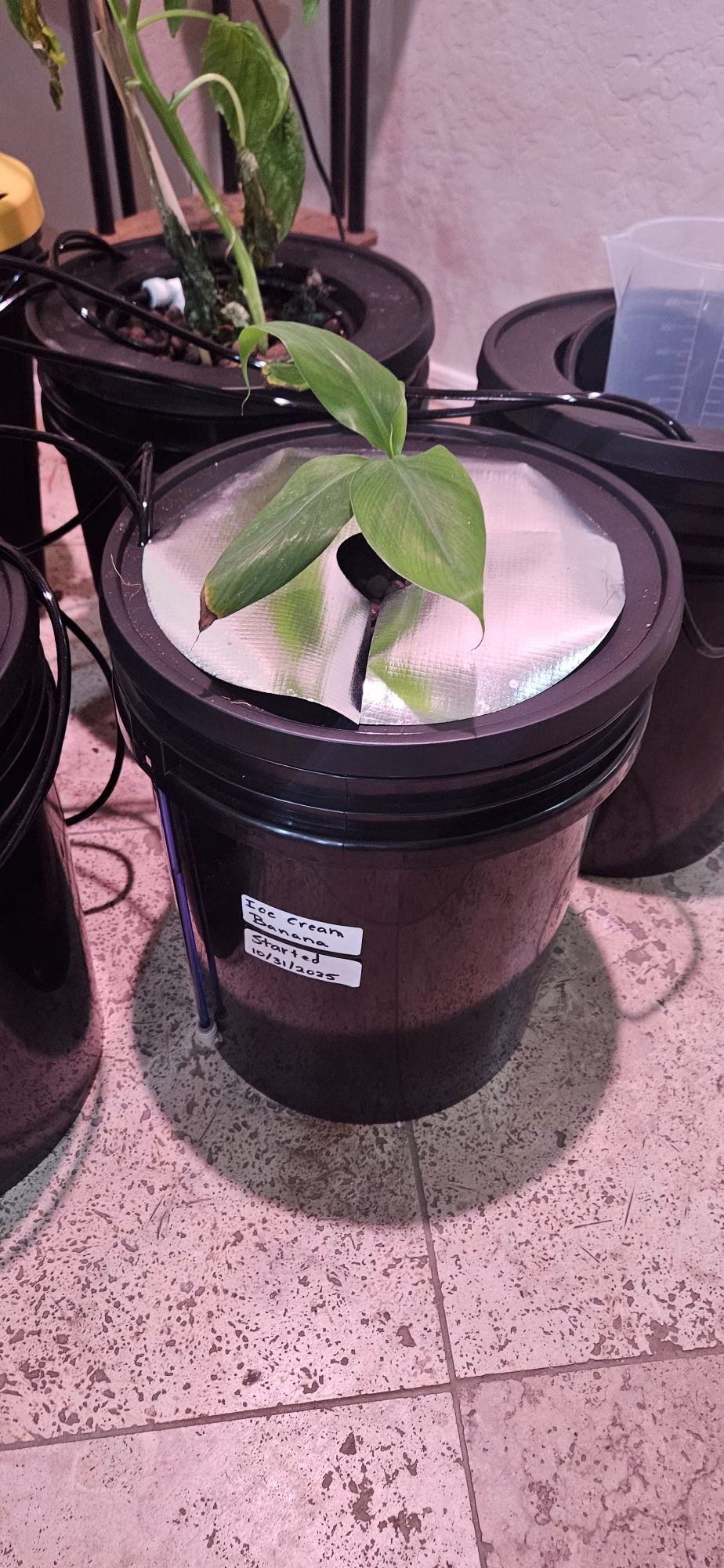 A small banana plant growing in a bucket