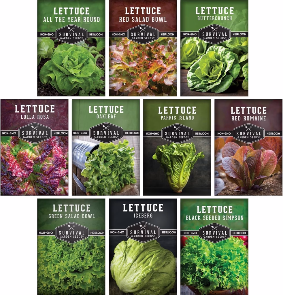 10 Pack Lettuce → Soil Free Harvest
