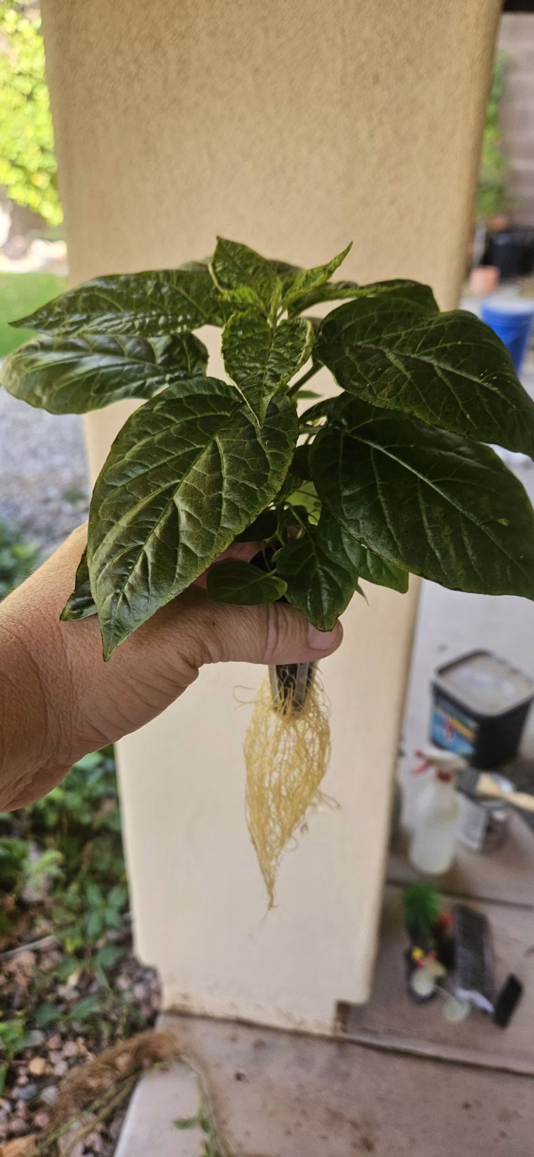White Habanero plant showing roots after growing in a hydroponic system