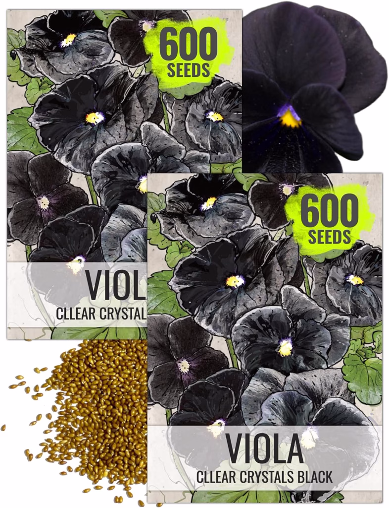 Black Pansy → Soil Free Harvest