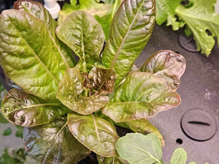 Red Romaine lettuce